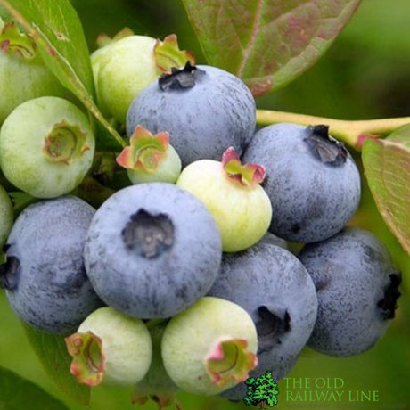 Blueberry Jersey Fruit Bush 3 Ltr Pot