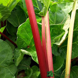 Rhubarb 'Champagne' Fruit Plant 3Ltr Pot