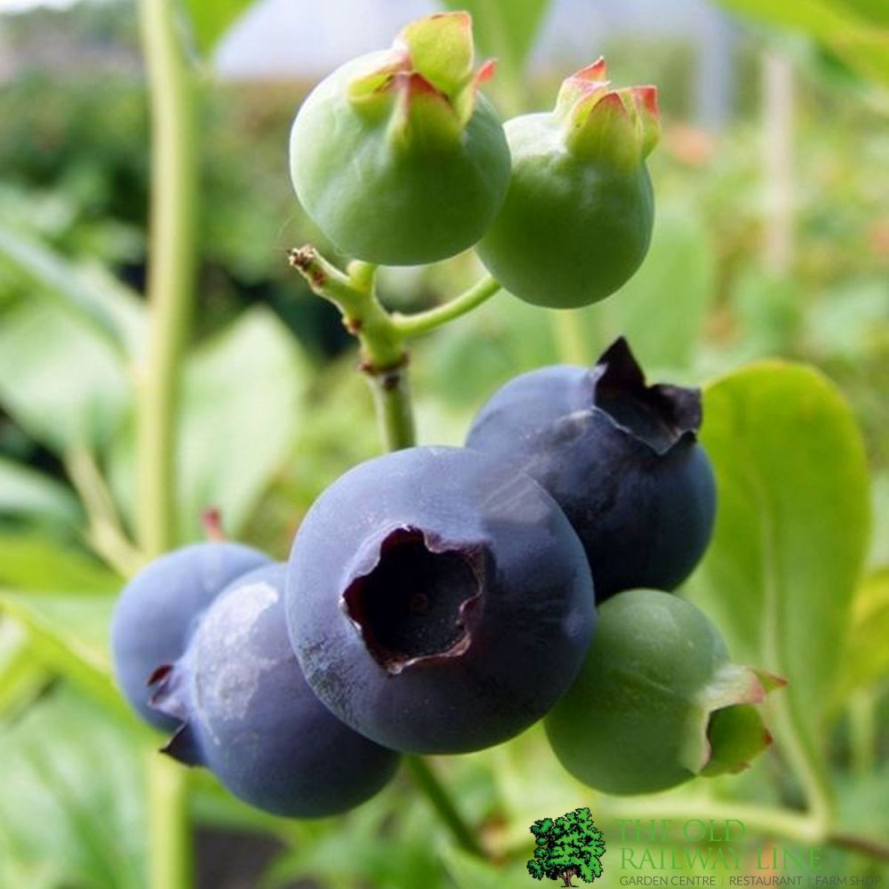 Blueberry Darrow Fruit Bush 3 Ltr Pot