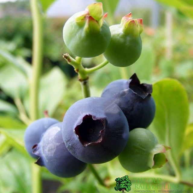 Blueberry Darrow Fruit Bush 3 Ltr Pot