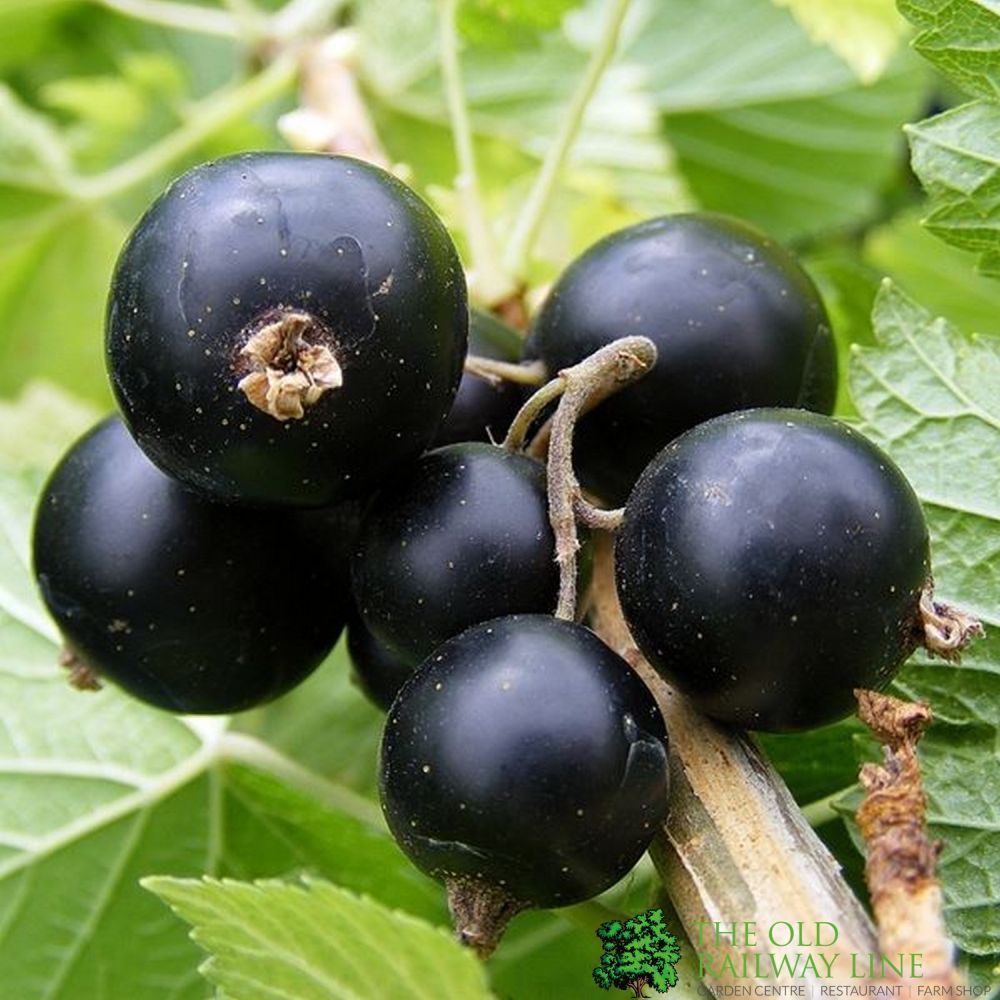 Blackcurrant 'Big Ben' Fruit Bush 3Ltr Pot