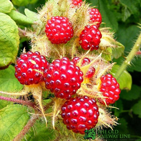 Japanese Wineberry 3Ltr Pot