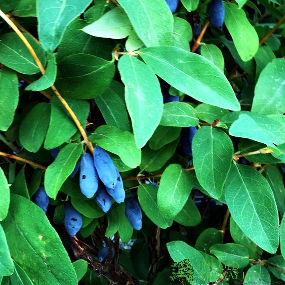 Honeyberry 'Blue Banana' Fruit Bush 3 Ltr Pot