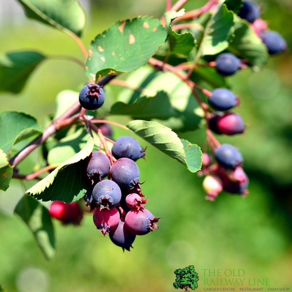 Saskatoon 'Smokey' Amelanchier  Fruit Bush 3Ltr Pot