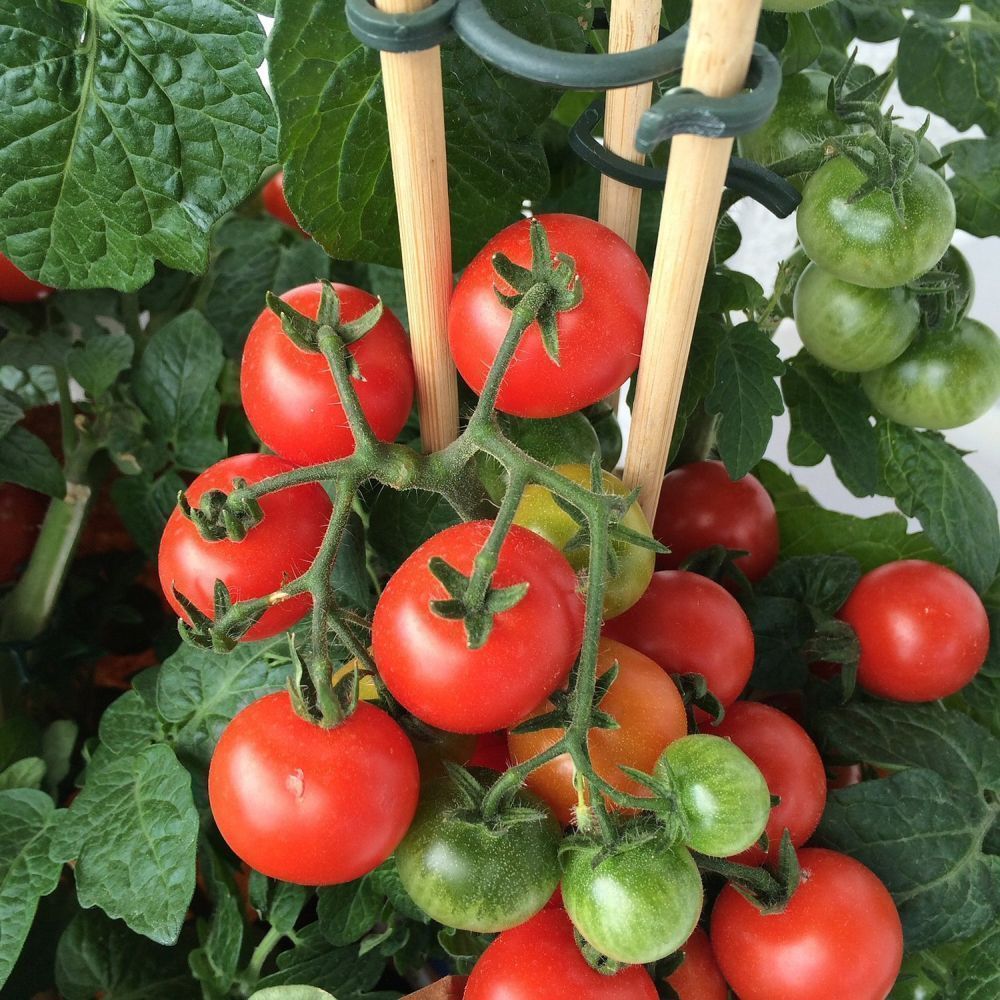 Tomato Plants 9cm Pots Assorted Varieties