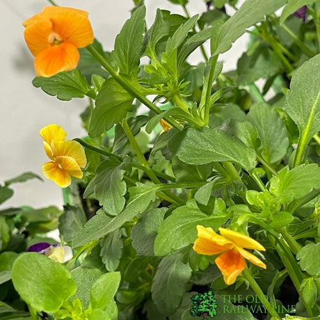 Viola Six Pack of Plants