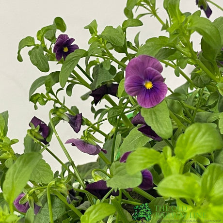 Viola Six Pack of Plants
