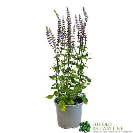 Salvia (Mixed Variety) 3Ltr Pot
