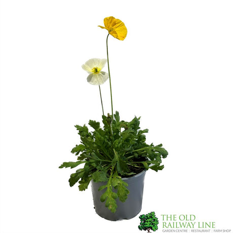 Papaver 'Garden Gnome' Icelandic Poppy 3Ltr Pot