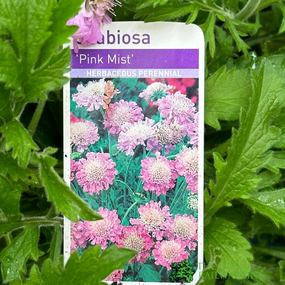 Scabious 'Pink Mist' Plant 3Ltr Pot