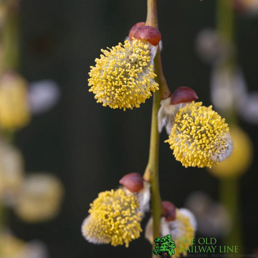 Salix caprea 'Kilmarnock' Willow 1.2m Tall (NL)