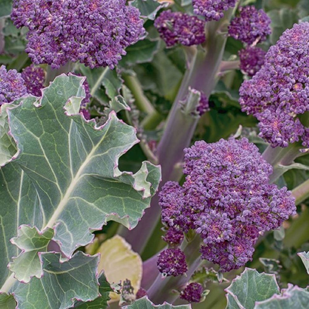 Broccoli Purple Spouting Santee Six Pack Plants