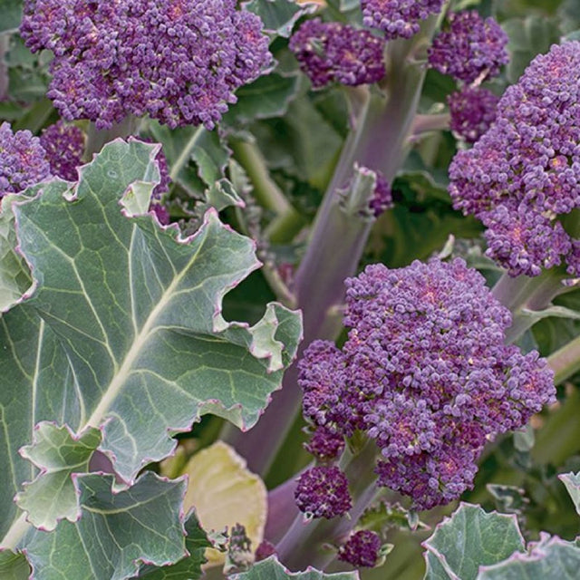Broccoli Purple Spouting Santee Six Pack Plants
