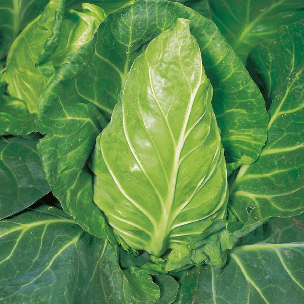 Cabbage Greyhound Six Pack Vegetable Plants