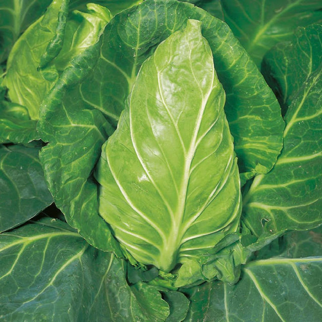 Cabbage Greyhound Six Pack Vegetable Plants