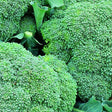 Broccoli 'Green Magic' Six Pack Calabrese Vegetable Plants