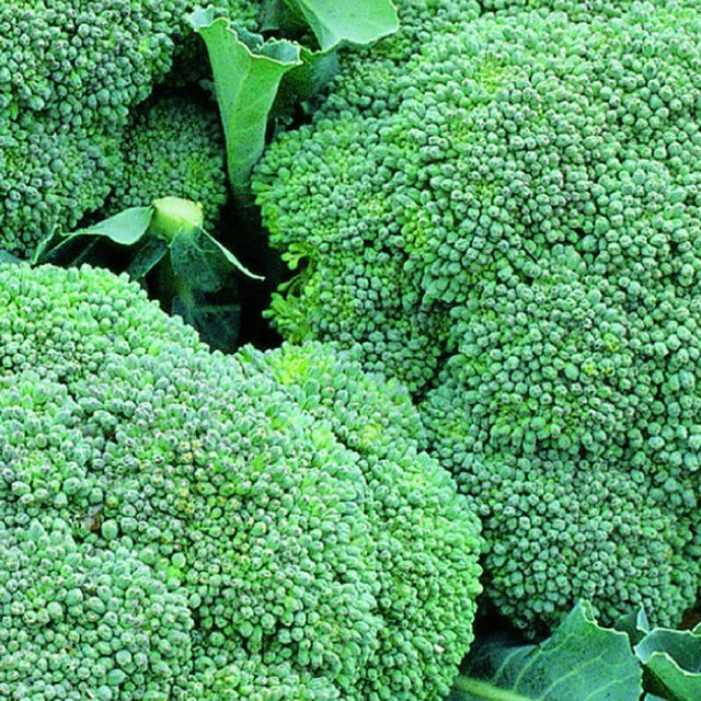 Broccoli 'Green Magic' Six Pack Calabrese Vegetable Plants