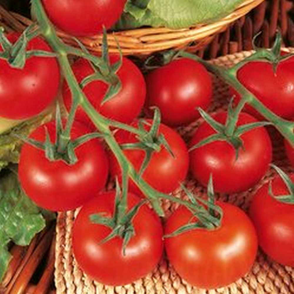 Tomato Shirley Plant 9cm Pot