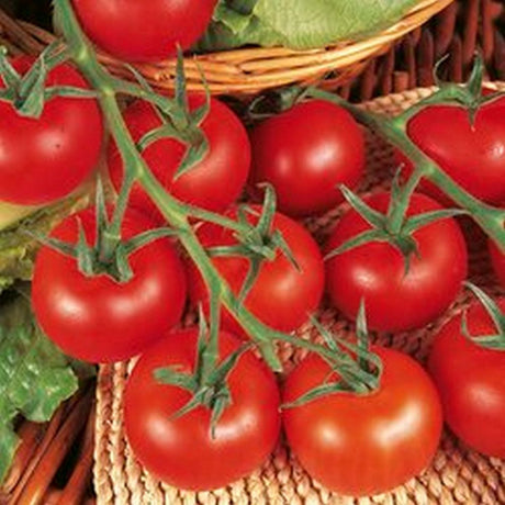 Tomato Shirley Plant 9cm Pot