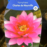 Water Lily Nymphaea Charles De Meurville Pond Plant 3Ltr Pot