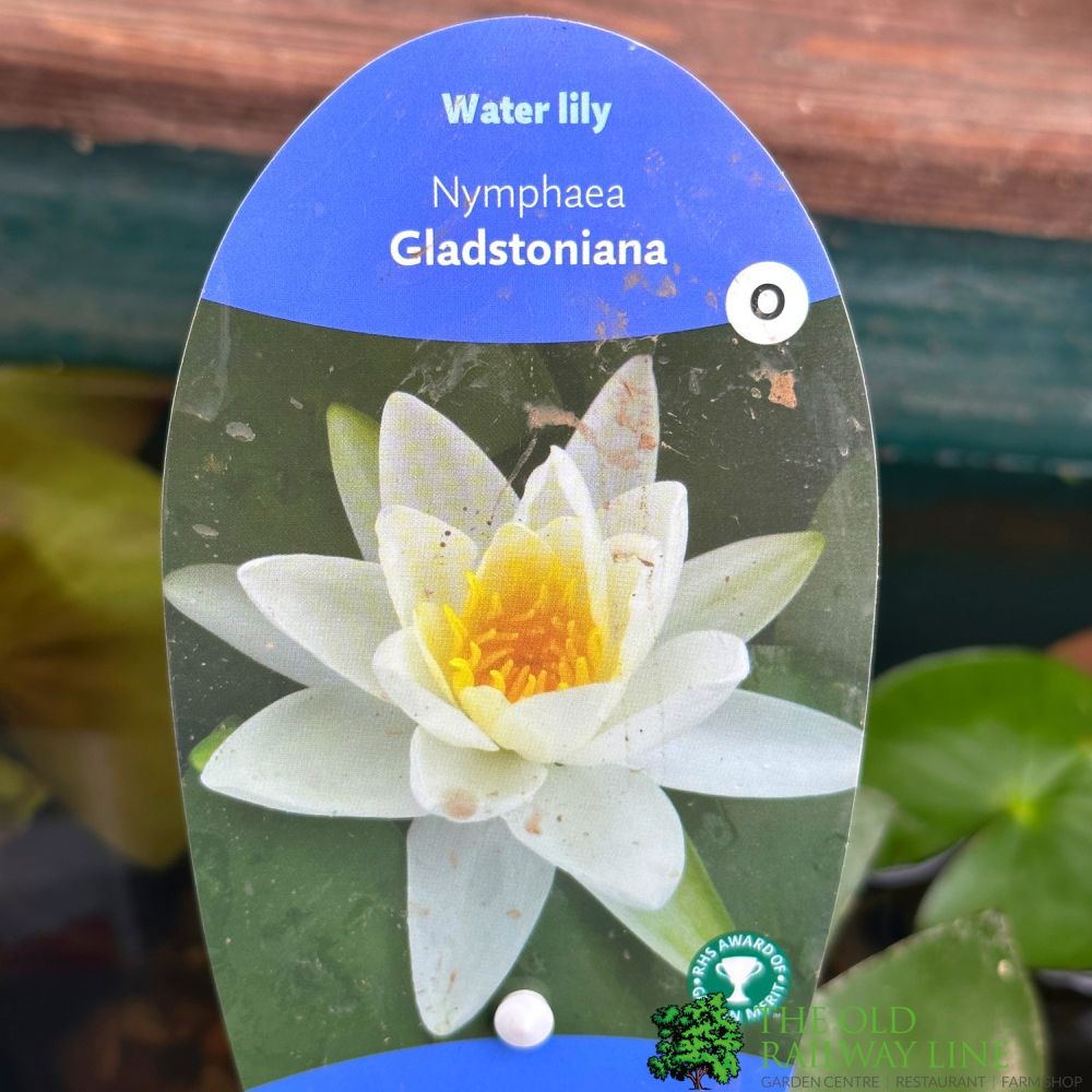 Water Lily Nymphaea 'Gladstonia' Pond Plant 3Ltr Pot
