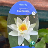 Water Lily Nymphaea 'Gladstonia' Pond Plant 3Ltr Pot
