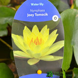 Water Lily Nymphaea 'Joey Tomocik' Pond Plant 3Ltr pot