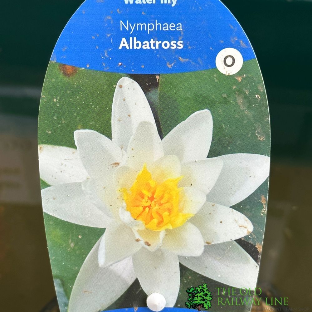 Water Lily Nymphaea Albatross Pond Plant  3Ltr Pot