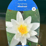 Water Lily Nymphaea Albatross Pond Plant  3Ltr Pot