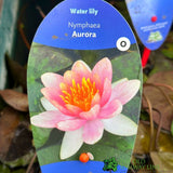 Water Lily Nymphaea 'Aurora' Pond Plant 2Ltr Pot