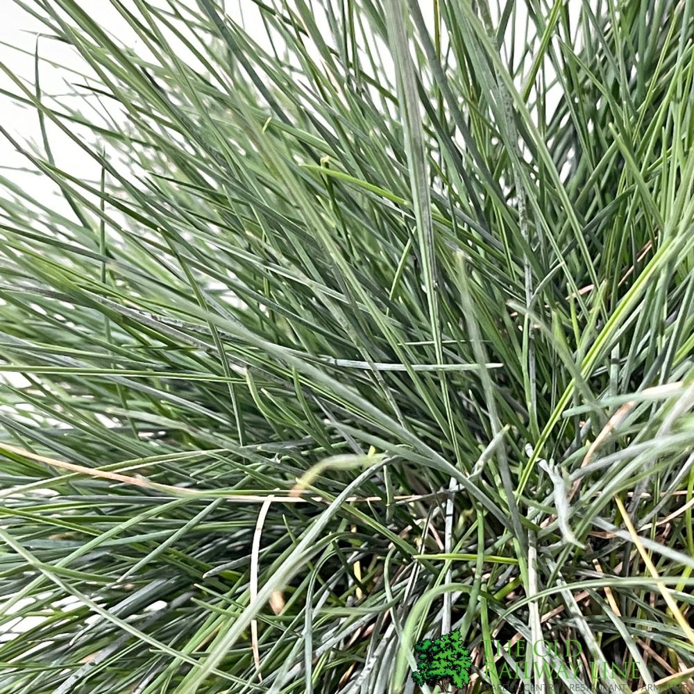 Festuca glauca 'Intense Blue' Grass 17cm Pot
