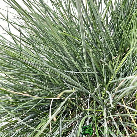 Festuca glauca 'Intense Blue' Grass 17cm Pot