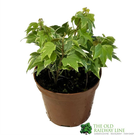 Hedera Ivy Mixed Variety 8.5cm Pot