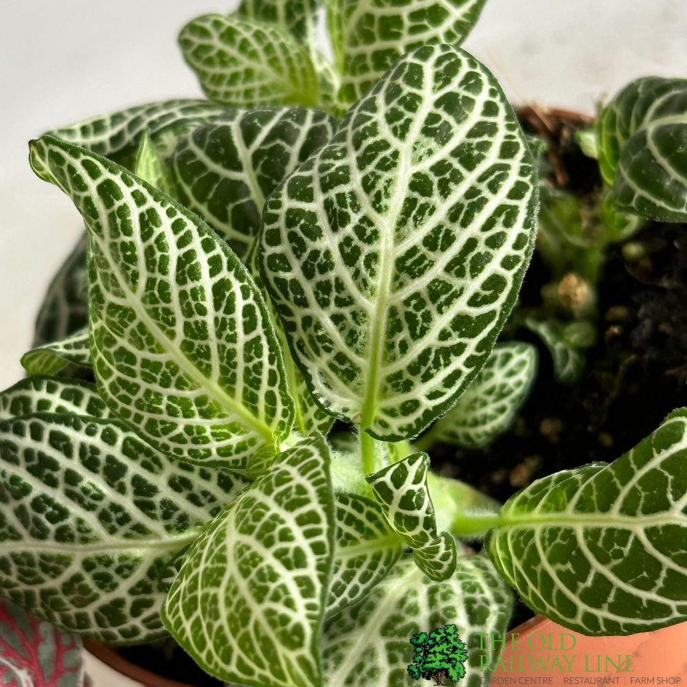Fittonia Colours Mixed 7cm Pot