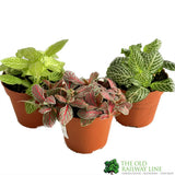 Fittonia Colours Mixed 7cm Pot