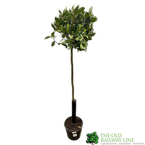 Laurel Tree 'Laurus Nobilis' Standard 1.5m Tall