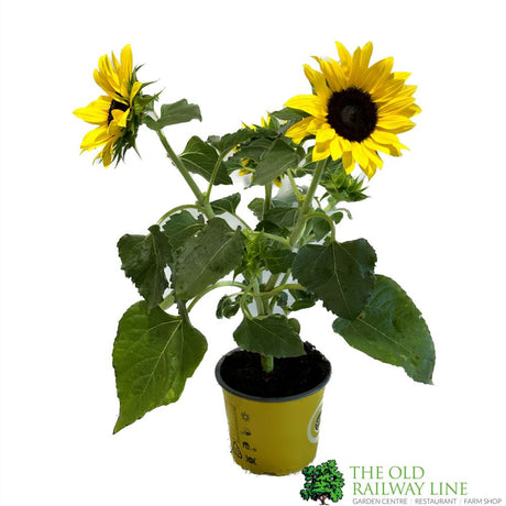 Sunflower 'Sunsation' Helianthus 1Ltr Pot