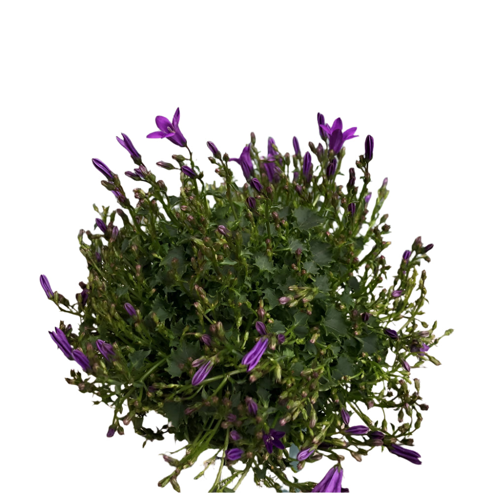 Campanula 'Ambella Intense Purple' 10.5cm Pot