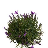 Campanula 'Ambella Intense Purple' 10.5cm Pot