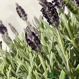 Lavandula 'Anouk' Mixed French Lavender Plant 17cm Pot