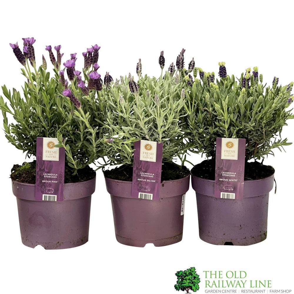 Lavandula 'Anouk' Mixed French Lavender Plant 17cm Pot