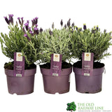 Lavandula 'Anouk' Mixed French Lavender Plant 17cm Pot