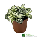 Fittonia 'White Forest Flame' Mini Houseplant 8.5cm Pot