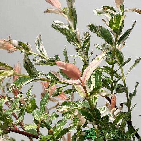 Salix integra 'Flamingo' Willow 3Ltr Pot