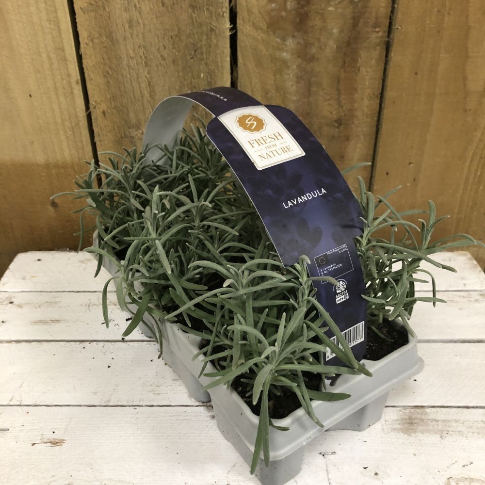 Lavender angustifolia Six Pack