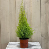 Cupressus 'Goldcrest Wilma' Conifer 13cm Pot (NL)