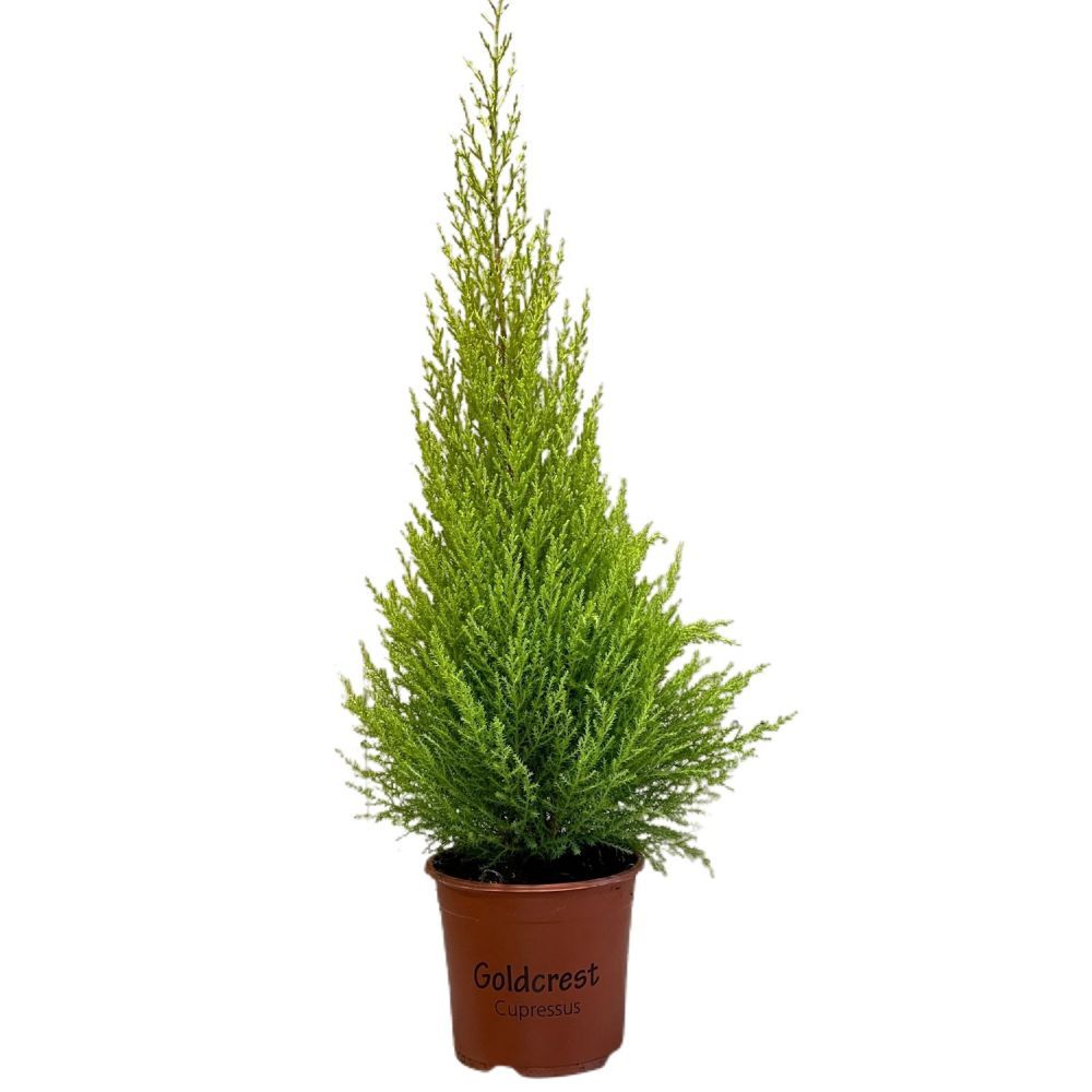 Cupressus 'Goldcrest Wilma' Conifer 13cm Pot (NL)