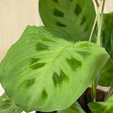Maranta 'Kerchoveana' Prayer Plant Houseplant- 12cm Pot