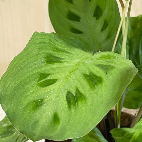 Maranta 'Kerchoveana' Prayer Plant Houseplant- 12cm Pot