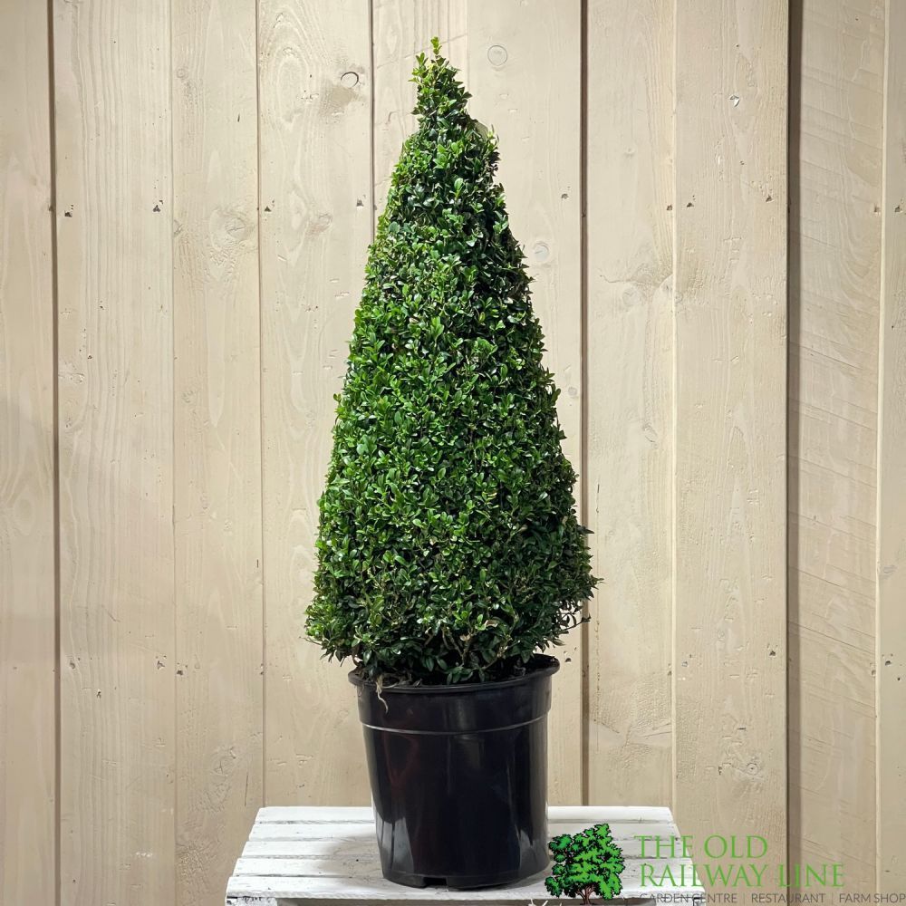 Buxus Cone Topiary Plant 7.5Ltr Pot (NL)
